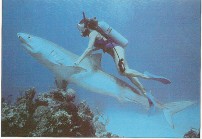 Is Your Troubled Problem Jumping the Shark